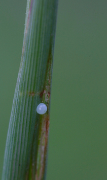 Fiery Skipper egg